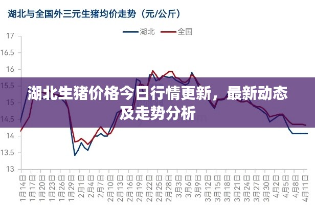 湖北生猪价格今日行情更新，最新动态及走势分析