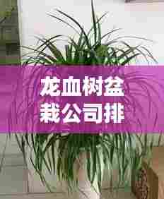 龙血树盆栽公司排行榜及行业影响力解析
