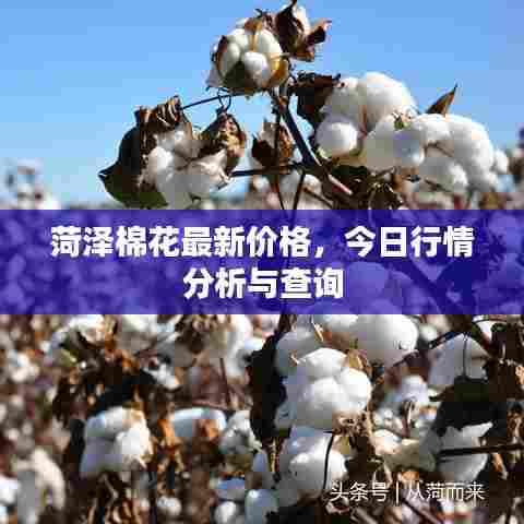 菏泽棉花最新价格，今日行情分析与查询