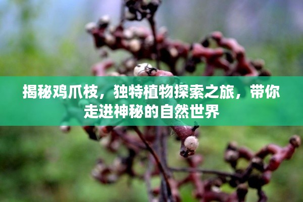 揭秘鸡爪枝，独特植物探索之旅，带你走进神秘的自然世界