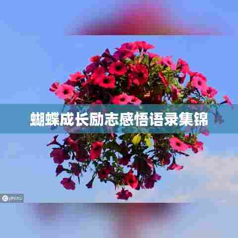 蝴蝶成长励志感悟语录集锦