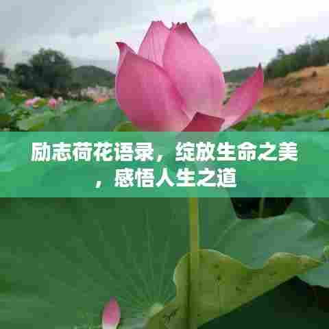 励志荷花语录,绽放生命之美,感悟人生之道