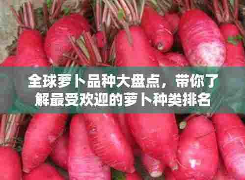 全球萝卜品种大盘点，带你了解最受欢迎的萝卜种类排名