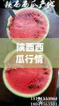 陕西西瓜行情最新动态解析