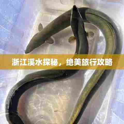 浙江溪水探秘，绝美旅行攻略
