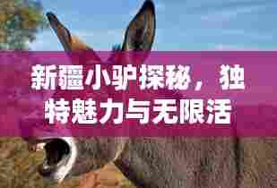 新疆小驴探秘，独特魅力与无限活力新闻头条