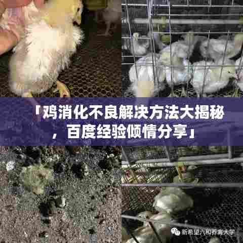 「鸡消化不良解决方法大揭秘，百度经验倾情分享」