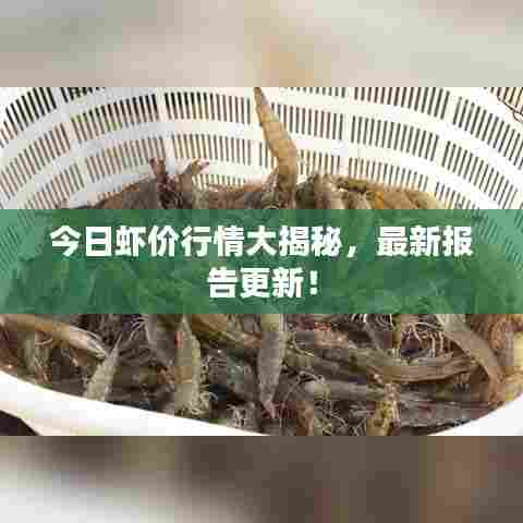 今日虾价行情大揭秘,最新报告更新!