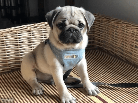 巴哥犬的版本,数据整合实施方案|V_v7.793