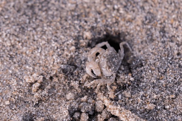 沙蟹单机版及桌面宠物官方下载,新手友好操作指南与可靠性方案操作入门版_v8.760